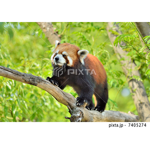 動物・植物（写真3,200点）