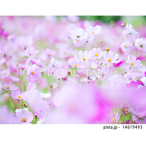 動物・植物（写真3,200点）