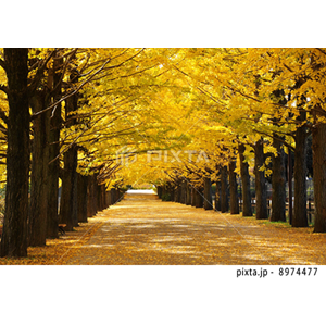 自然・風景（写真4,489点）