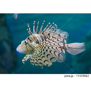 動物・植物（写真3,200点）