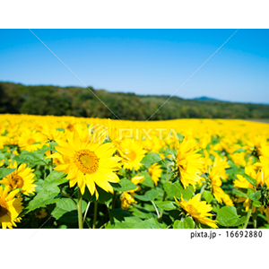 季節（写真4,568点）