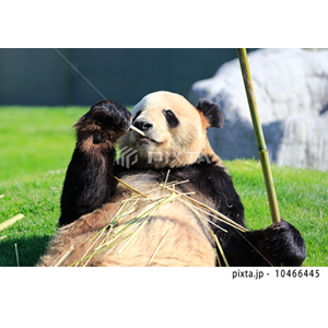 動物・植物（写真3,200点）