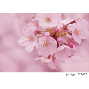 動物・植物（写真3,200点）