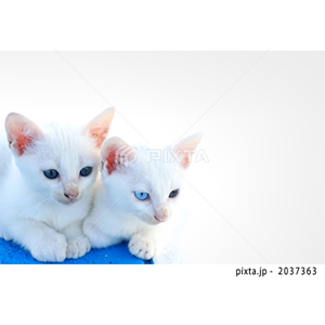 動物・植物（写真3,200点）