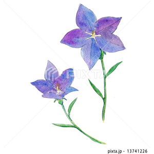 動物・植物（イラスト3,811点）