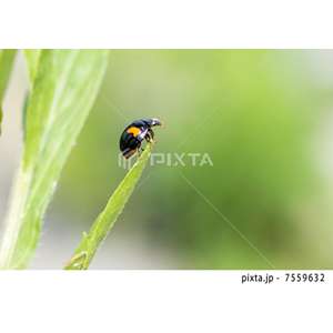動物・植物（写真3,200点）