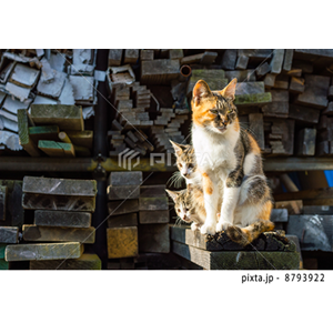 動物・植物（写真3,200点）