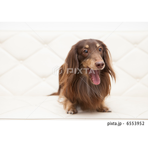 動物・植物（写真3,200点）