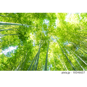 動物・植物（写真3,200点）