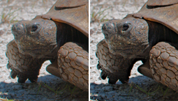 ローカルコントラスト