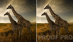 すべてがそろったウォーターマーク機能