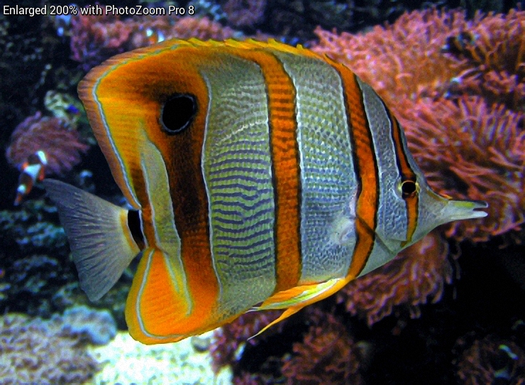魚